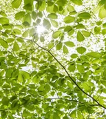 Fototapety - Komar Fototapeta Im Frühlingswald SHX5-045 SHX5-045 - miniaturka - grafika 1