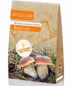 Nasiona i cebule - Wyselekcjonowana grzybnia Borowiki 120ml - miniaturka - grafika 1