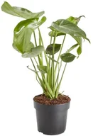 Kwiaty doniczkowe i cięte - GoodHome Monstera doniczka 17 cm - miniaturka - grafika 1