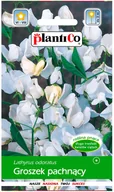 Nasiona i cebule - Plantico Groszek pachnący biały - miniaturka - grafika 1