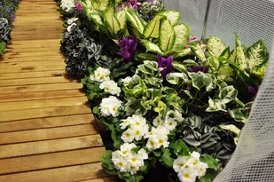 Home&Garden Tunel foliowy 250 x 500 cm (12,5 m2) biały 603600 - Szklarnie ogrodowe - miniaturka - grafika 20