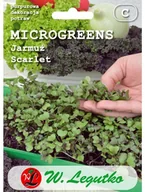 Nasiona na kiełki - Legutko Jarmuż SCARLET - miniaturka - grafika 1