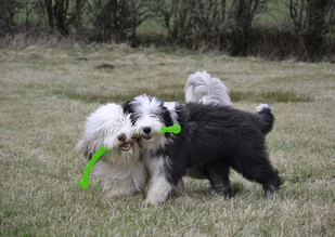 Kong Safestix L 29836-uniw - Zabawki dla psów - miniaturka - grafika 2