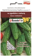 Nasiona i cebule - Plantico Ogórek Soplica otoczkowana - miniaturka - grafika 1