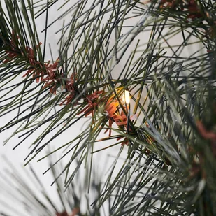 House Doctor Wieniec LED 12496 - Oświetlenie świąteczne - miniaturka - grafika 3