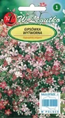 Nasiona i cebule - Legutko Gipsówka wytworna mieszanka 5903837164509 - miniaturka - grafika 1