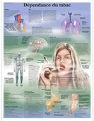 Pozostałe kosmetyki - 3B Scientific anatomiczne krojenia VR2793UU - miniaturka - grafika 1