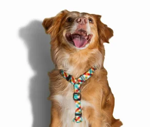 ZeeDog ZEE DOG Szelki dla psa Phantom L 44311-uniw - Szelki dla psów - miniaturka - grafika 2