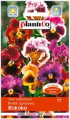 Nasiona i cebule - Plantico Bratek rokoko - miniaturka - grafika 1