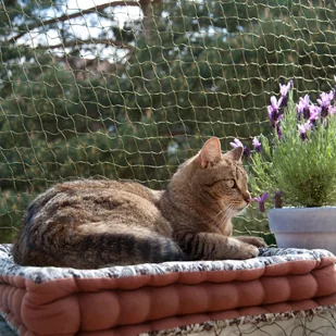 Bitiba Wzmocniona siatka ochronna dla kota, XXS - 2 x 1,5 m - Pozostałe akcesoria dla kotów Bitiba Wzmocniona siatka ochronna dla kota, XXS - 2 x 1,5 m - Pozostałe akcesoria dla kotów - miniaturka - grafika 1