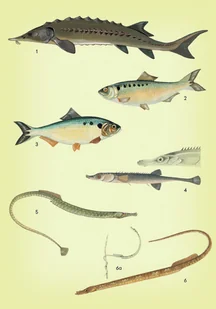 Wydawnictwo MAC Atlas biologiczny dla klasy 6 szkoły podstawowej 881347 - Podręczniki dla szkół podstawowych - miniaturka - grafika 7