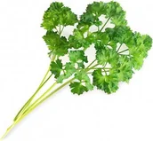 Pozostałe akcesoria do uprawy roślin - Veritable Veritable wkład nasienny Lingot - pietruszka kędzierzawa VE-0068265 - miniaturka - grafika 1