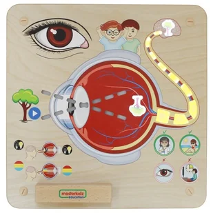 Masterkidz MASTERKIDZ Tablica Edukacyjna Zmysł Wzroku ME15815 - Tablice dla dzieci - miniaturka - grafika 5
