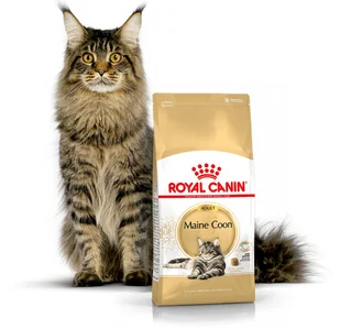 Royal Canin Maine Coon Adult 31 drób 10 kg - Mokra karma dla kotów - miniaturka - grafika 3