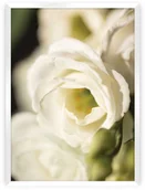 Plakaty - Dekoria Dekoria Plakat Flower Wall 50 x 70 cm Ramka Biała 222F-000-23 - miniaturka - grafika 1