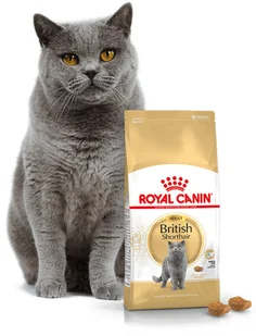 Royal Canin British Shorthair 2kg + 12x British Shorthair Adult saszetka 85g Sos) 16647-uniw - Mokra karma dla kotów - miniaturka - grafika 2