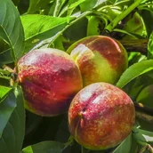 Sadzonki drzew krzewów - Nektaryny w odmianach - miniaturka - grafika 1