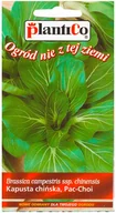 Nasiona i cebule - Plantico Kapusta chińska Joi Choi F1 - miniaturka - grafika 1