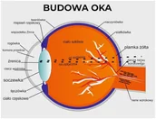 Pomoce naukowe - Naklejka na ścianę: Budowa oka ED048 - miniaturka - grafika 1