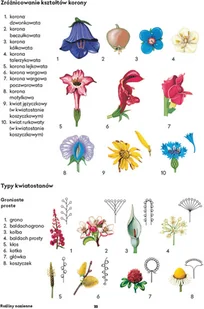 Wydawnictwo MAC Atlas biologiczny dla klas 5-8 szkoły podstawowej 881142 - Podręczniki dla szkół podstawowych - miniaturka - grafika 12