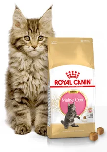 Royal Canin bytówka ROYAL CANIN Maine Coon Kitten 36 4kg + Pojemnik na karmę Curver 10l 4kg 236120 - Mokra karma dla kotów - miniaturka - grafika 2