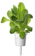 Nasiona i cebule - Click & Grow Kapsułki roślinne Click &amp Grow Pods Romaine Lettuce Sałata rzymska RomaineLettuce - miniaturka - grafika 1