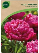 Nasiona i cebule - GEOLIA Piwonia KARL ROSENFIELD 1 szt. cebulki kwiatów GEOLIA - miniaturka - grafika 1