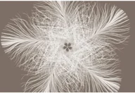 Tapety - Komar Fototapeta Feather, 368 x 248 cm, XXL4-006 Noordwand - miniaturka - grafika 1