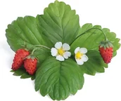 Pozostałe akcesoria do uprawy roślin - Veritable Wkład nasienny Lingot krzewinki owocowe poziomka czerwona VLIN-P5-Fra029 - miniaturka - grafika 1