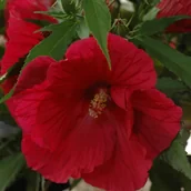 Sadzonki drzew krzewów - Hibiscus ogrodowy doniczka 5 l - miniaturka - grafika 1