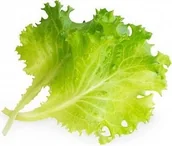 Pozostałe akcesoria do uprawy roślin - Veritable Veritable wkład nasienny Lingot - sałata masłowa VE-0068561 - miniaturka - grafika 1