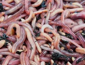 Kompostowniki - 2000 szt Kompostowe Dżdżownice Kalifornijskie Mix - miniaturka - grafika 1