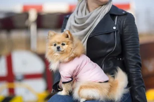 Ami Play T-shirt Miami 25cm - Ubranka dla psów - miniaturka - grafika 7