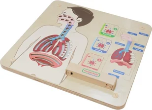 Masterkidz MASTERKIDZ Tablica Edukacyjna Układ Oddechowy ME14405 - Tablice dla dzieci - miniaturka - grafika 3