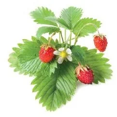 Click&Grow Kapsułki z nasionami Smart Soil 3 szt. truskawki 4742793007410 - Nasiona i cebule - miniaturka - grafika 2