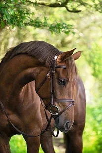 Kerbl Ogłowie z nachrapnikiem angielskim kombinowanym Classic - 32491*, 32613* - Ogłowia Kerbl Ogłowie z nachrapnikiem angielskim kombinowanym Classic - 32491*, 32613* - Ogłowia - miniaturka - grafika 1