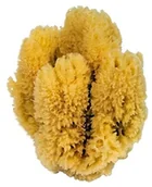 Rękawice i gąbki do kąpieli - Croll & Denecke Croll + Denecke naturalna gąbka z trawy morskiej K3 - miniaturka - grafika 1