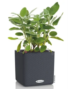 Lechuza Donica stołowa CUBE Color 16 ALL-IN-ONE, antracytowa - Donice - miniaturka - grafika 3