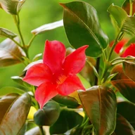 Sadzonki drzew krzewów - Sundaville - Dipaldenia doniczka 12 cm - miniaturka - grafika 1