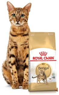 Royal Canin bytówka ROYAL CANIN Bengal 10kg + Wiadro na karmę 42l kot 237660 - Mokra karma dla kotów - miniaturka - grafika 3