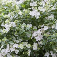 Sadzonki drzew krzewów - Hortensja Runaway Bride - miniaturka - grafika 1