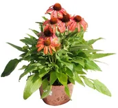 Sadzonki drzew krzewów - Echinacea jeżówka D17 - miniaturka - grafika 1