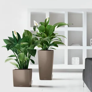 Lechuza Donica CUBICO Premium 50/50/95 espresso metalik CUBICO PREMIUM 50 ES - Donice - miniaturka - grafika 6