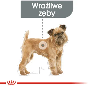 Royal Canin CCN Mini Dental Care 8 kg - Sucha karma dla psów - miniaturka - grafika 3