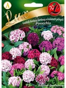 Nasiona i cebule - Legutko Goździk karłowy brodaty PINOCCHIO - miniaturka - grafika 1