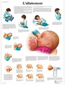 Pozostałe kosmetyki - 3B Scientific anatomiczne krojenia VR2557UU - miniaturka - grafika 1