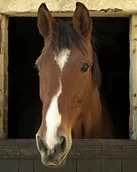 Naklejki na drzwi i meble - Plage PLAGE 140408 naklejka na Self-adhesive trompa L 'oeil Window "trompa L 'oeil" Adhesive (polystick)  Horse (60 x 75 cm), winyl, Colorful, 75 x 0.1 x 60 cm 140408 - miniaturka - grafika 1