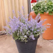 Sadzonki drzew krzewów - Nepeta don  17 cm - miniaturka - grafika 1