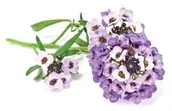 Nasiona i cebule - Click & Grow Kapsułki roślinne Click &amp Grow Pods Sweet Alyssum Smagliczka nadmorska SweetAlyssum - miniaturka - grafika 1