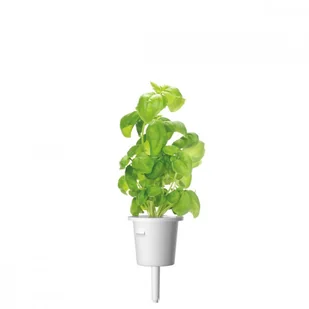 Click&Grow Kapsułki z nasionami Smart Soil 3 szt. bazylia 4742793007199 - Nasiona i cebule - miniaturka - grafika 9